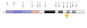  Scientist, the RCAN1 gene, Weight Gain