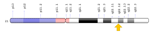 Scientist, the RCAN1 gene, Weight Gain